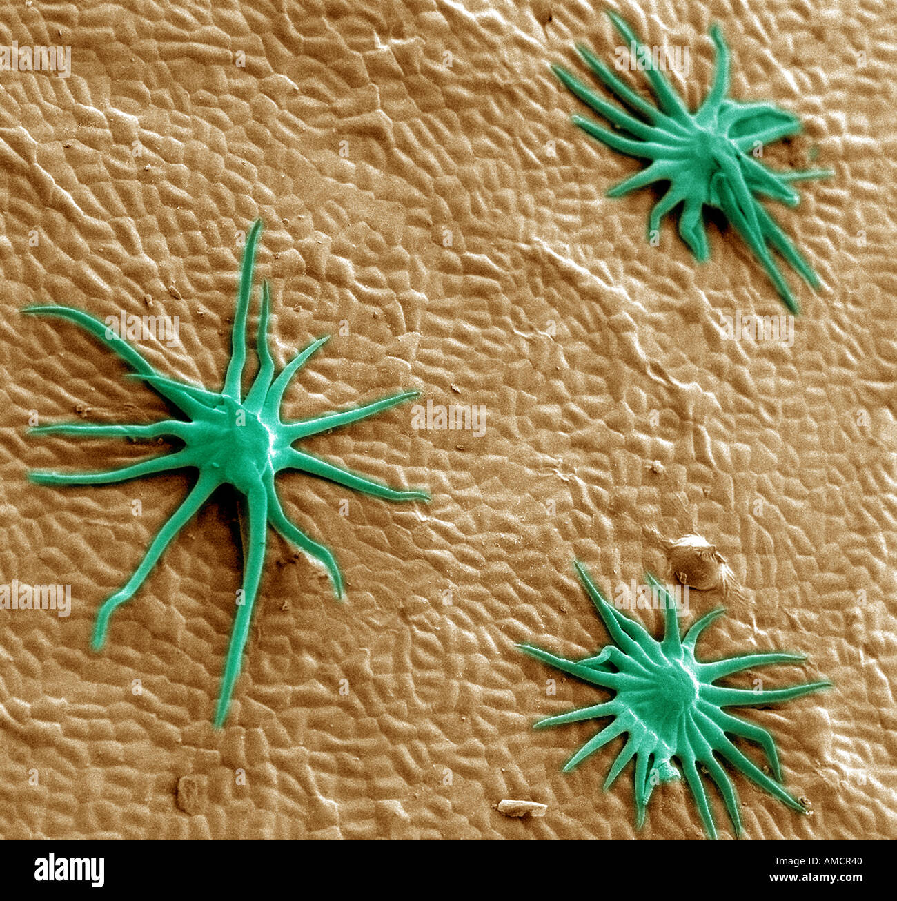 SEM x100 - Autumn olive leaf (critical point dried) adaxial view Stock Photo