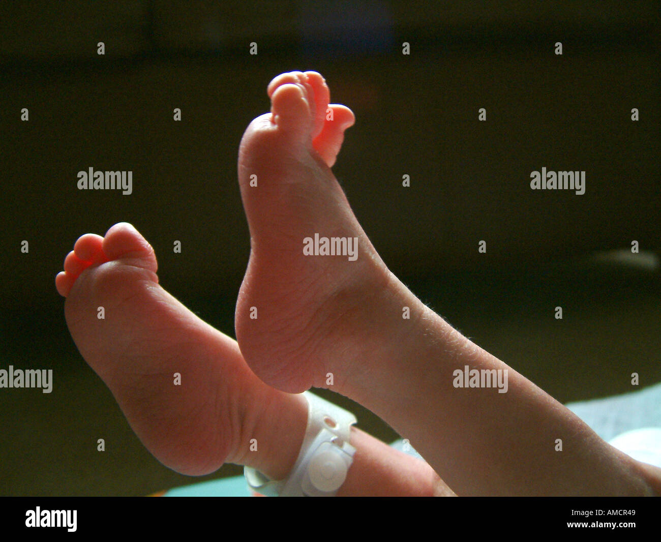 A photograph of a premature babys feet and legs. Stock Photo