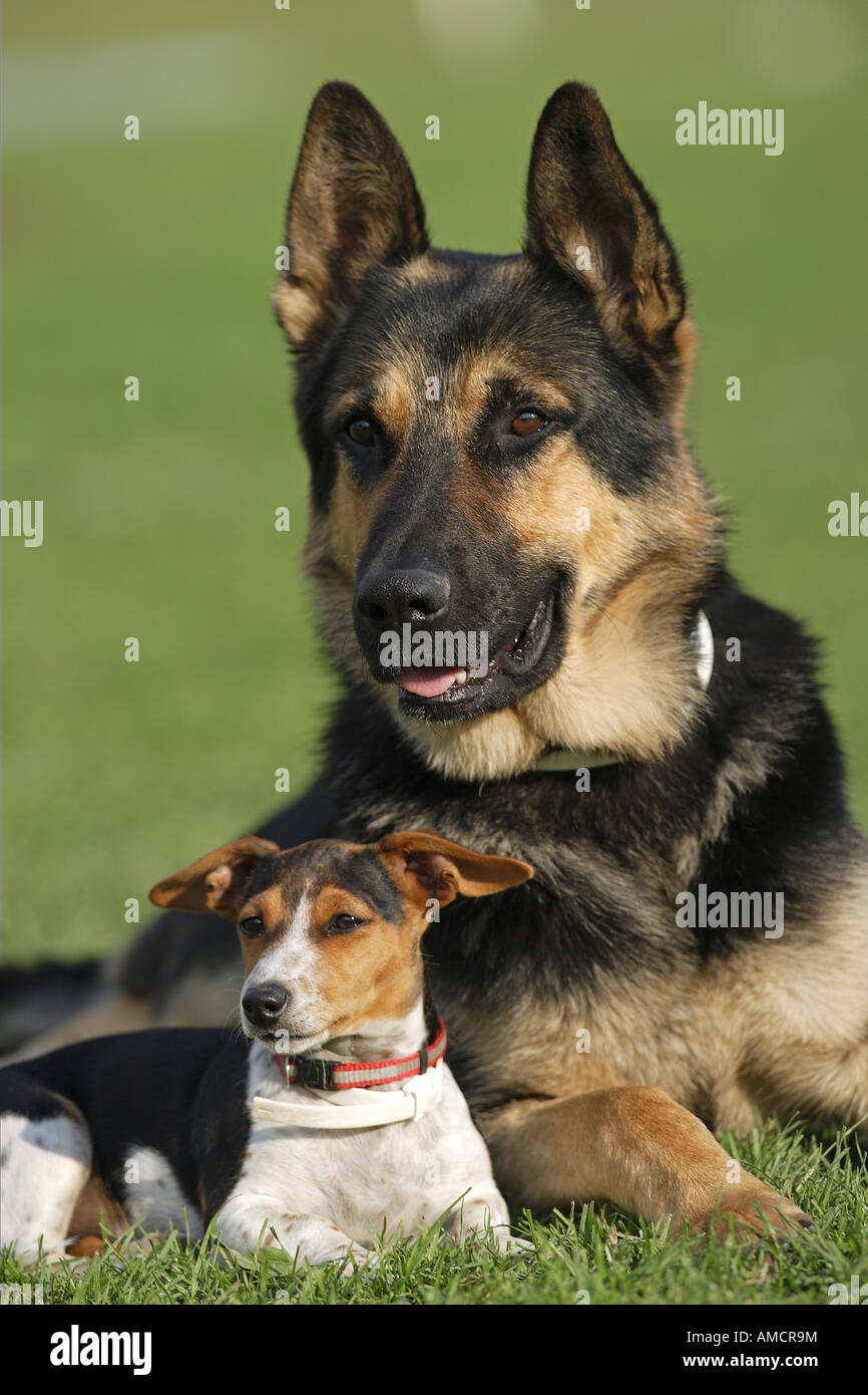 German Shepherd dog and Jack Russell Terrier lying on meadow Stock Photo Alamy