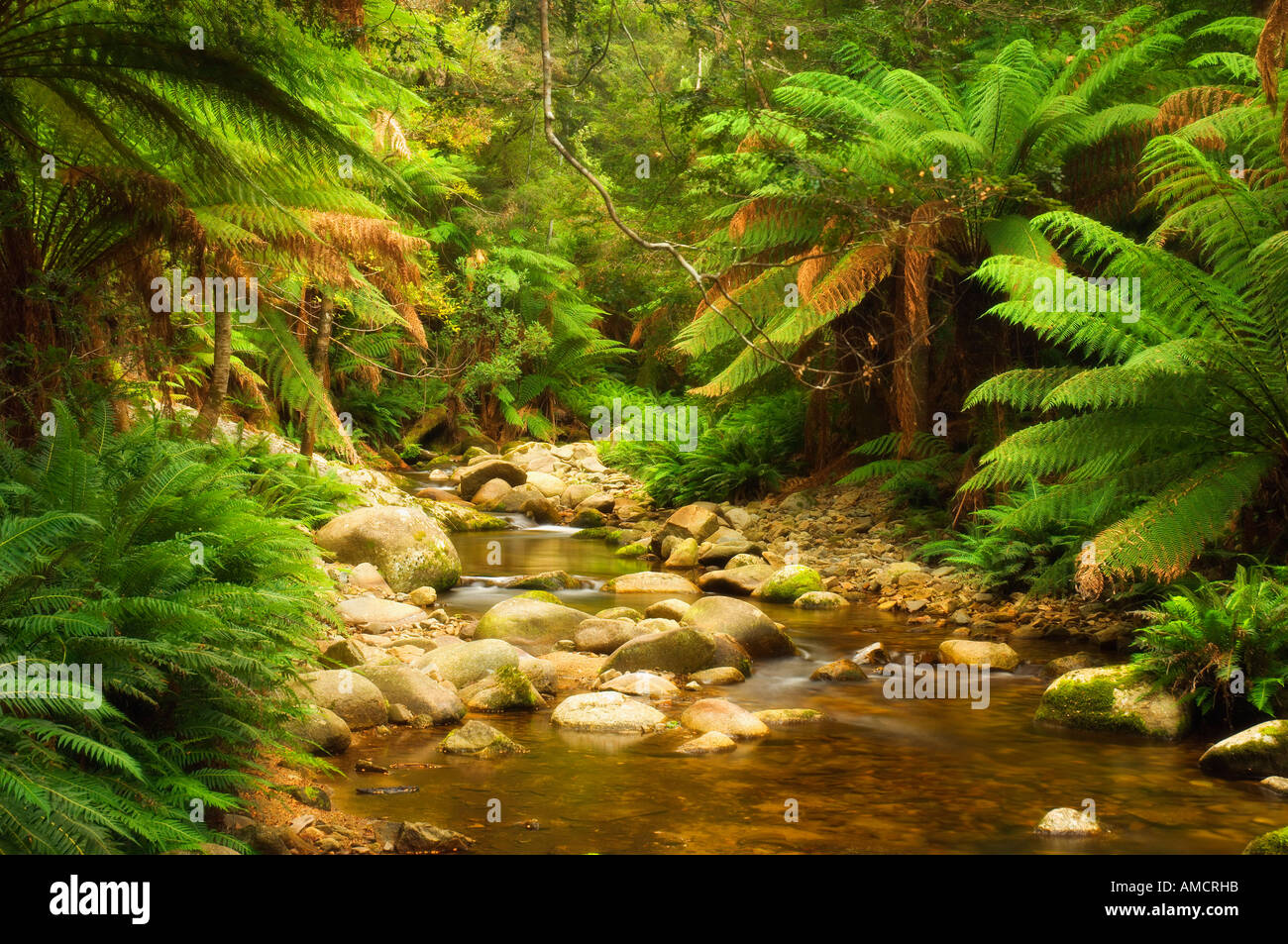 Evercreech Rivulet, Evercreech Forest Reserve, Tasmania, Australia Stock Photo