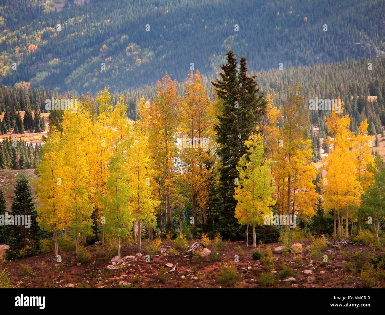 Aspen Tree Fall Foliage Colorado High Resolution Stock Photography and