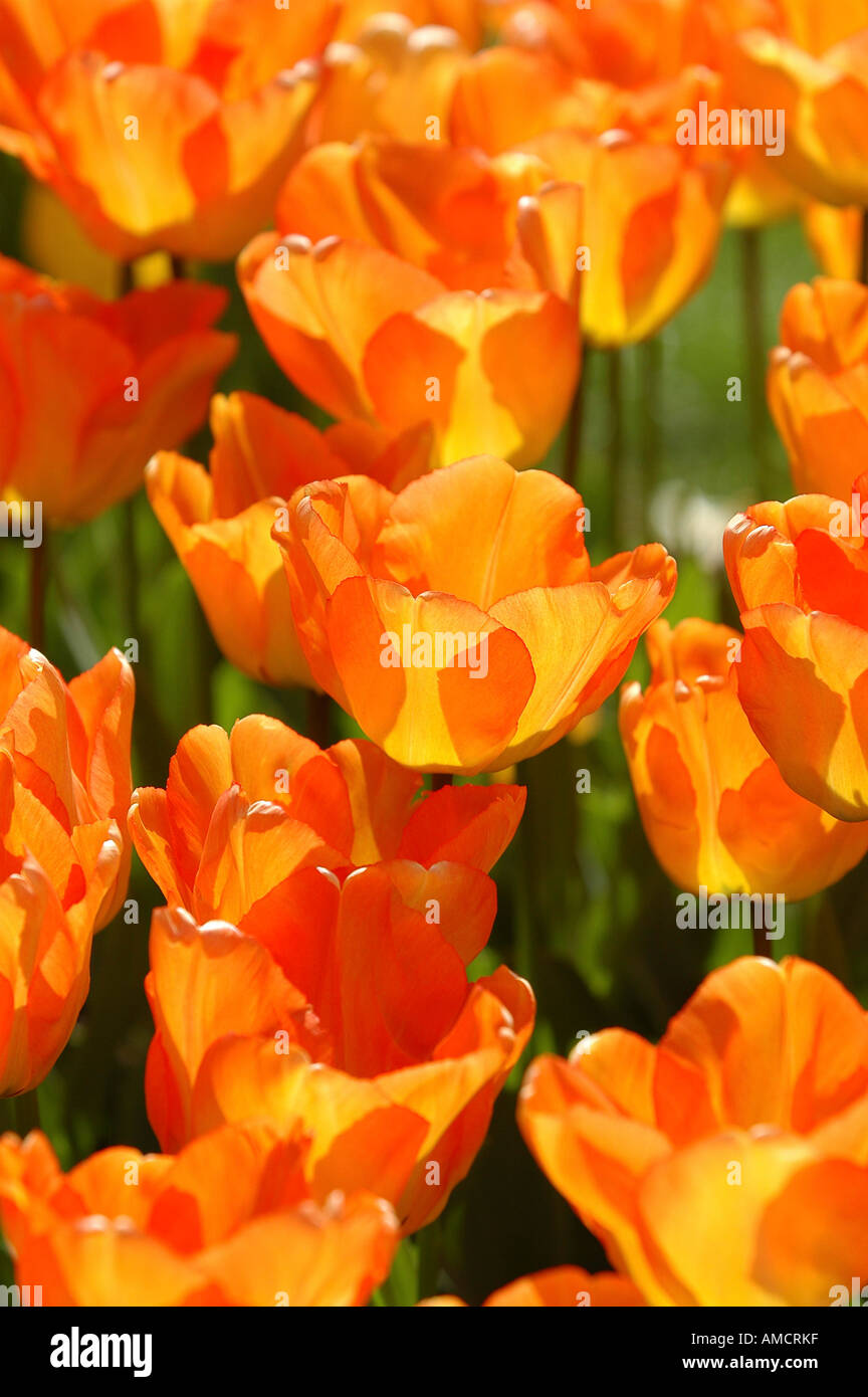 Norway Tulips close up Stock Photo