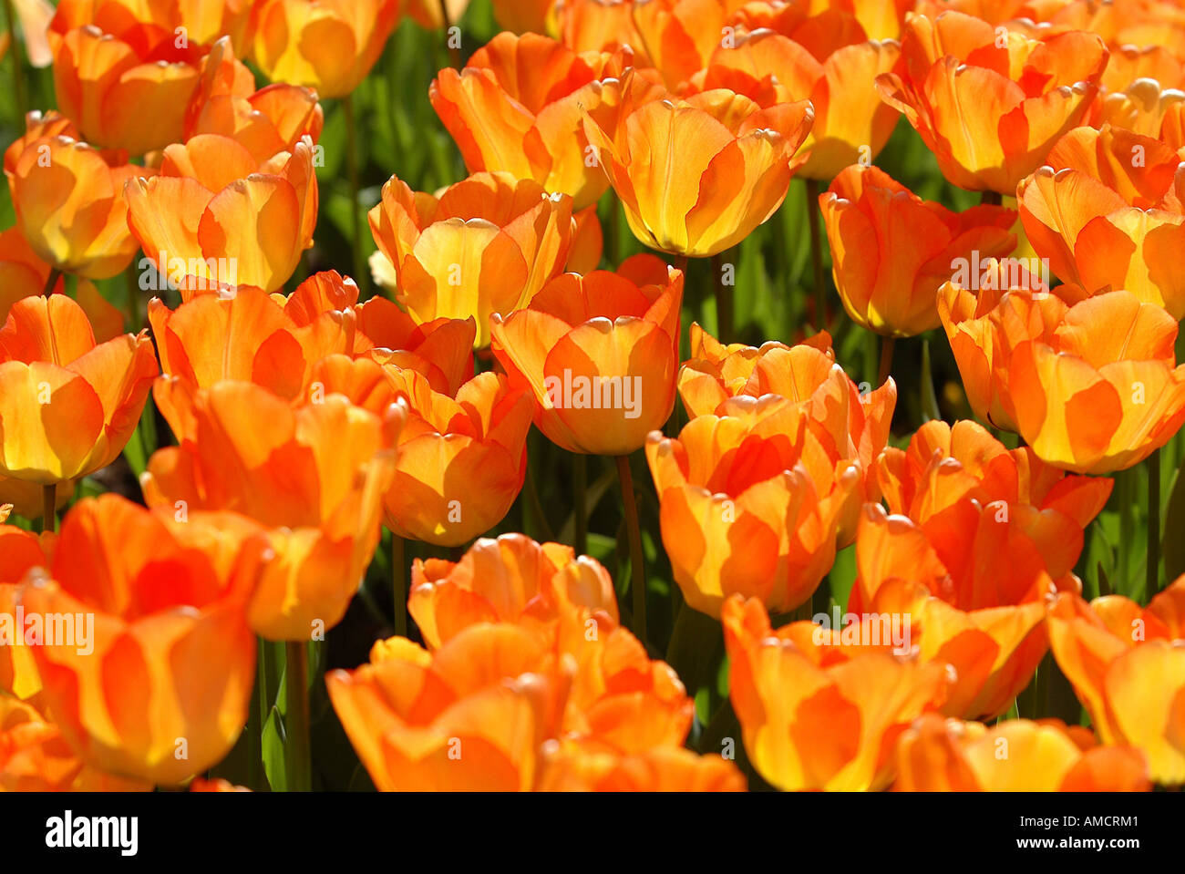 Norway Tulips close up elevated view Stock Photo