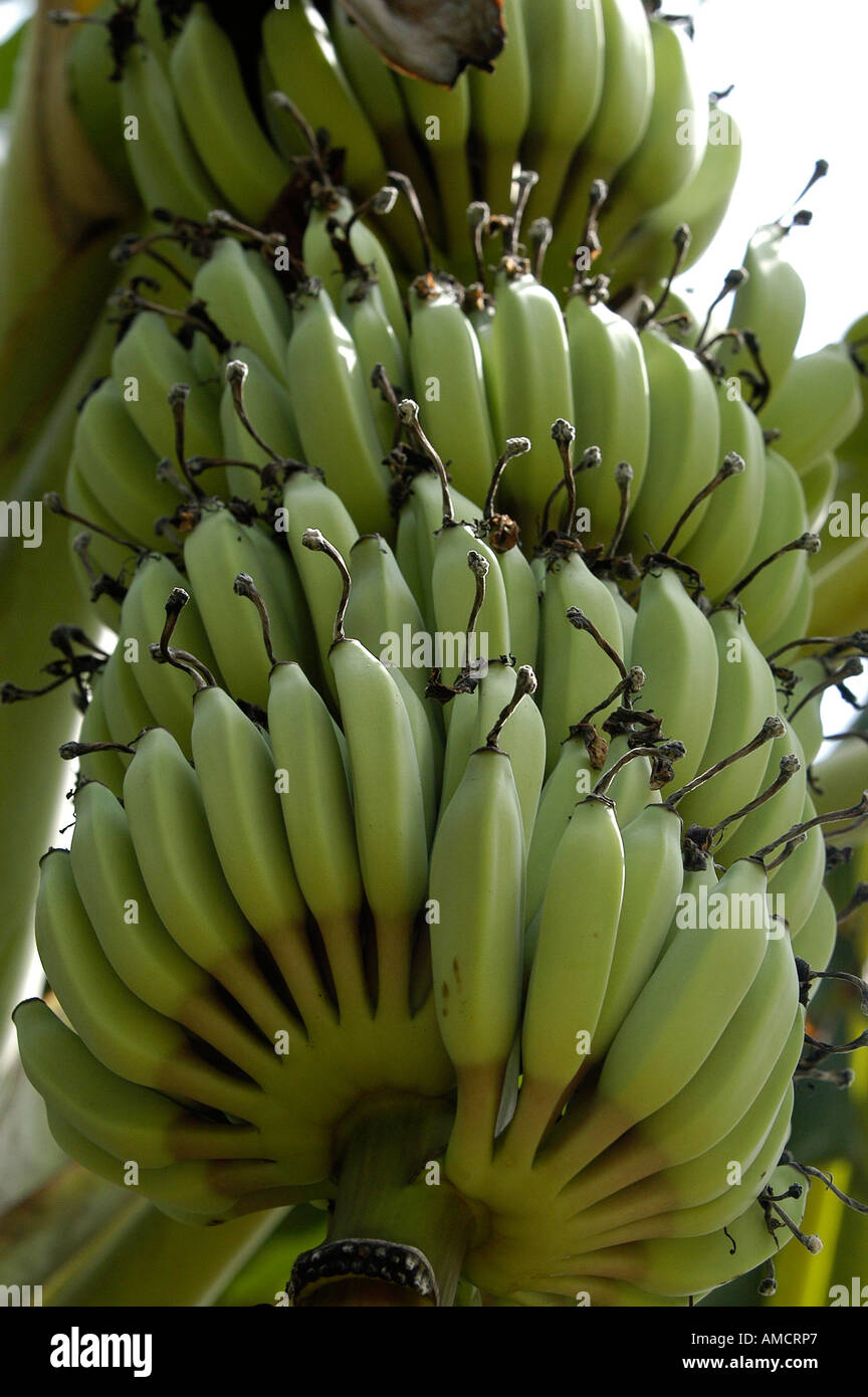 Kanchanaburi bananas hanging close up low angle view Stock Photo