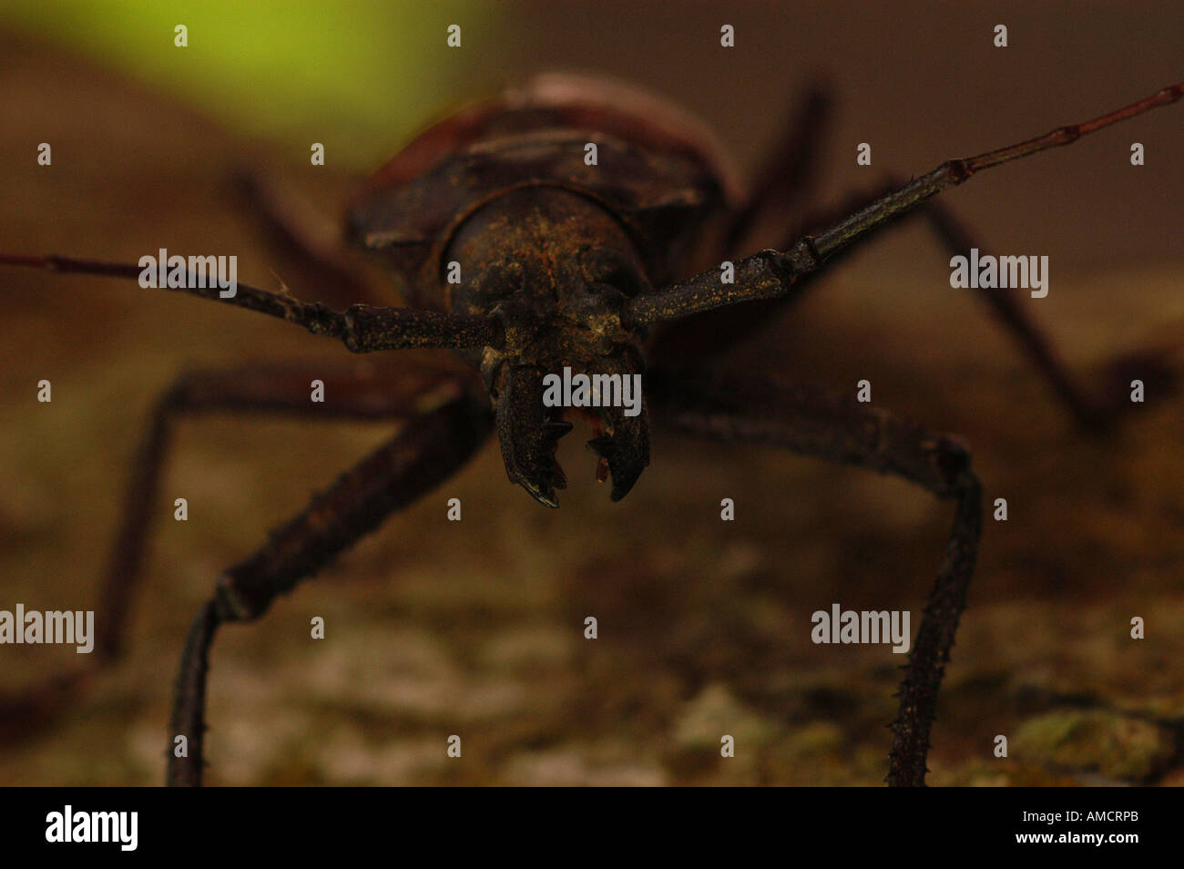 Insekten thailand hi-res stock photography and images - Alamy