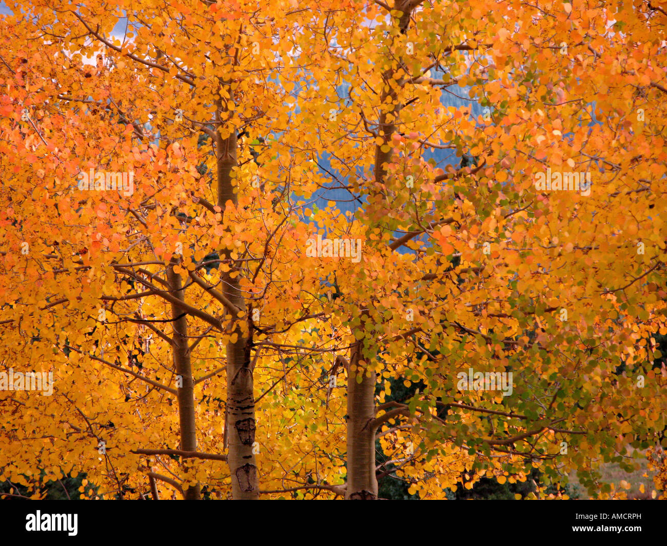 Aspen tree fall foliage colorado Stock Photo Alamy
