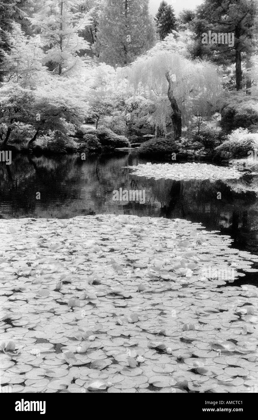 Infrared image of a pond in Japanese Garden in Seattle Park Arboretum