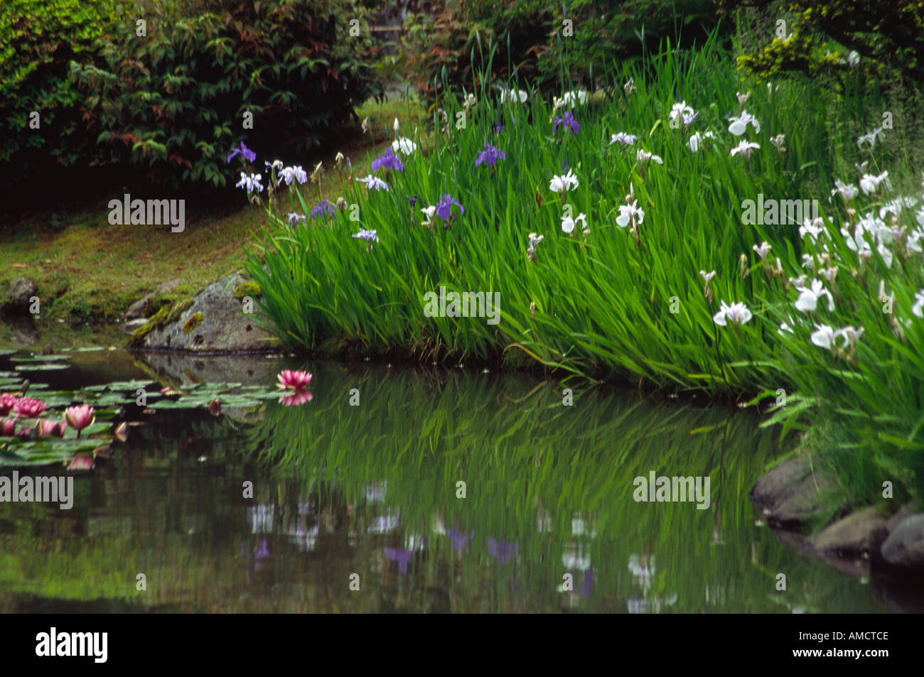 Japanese irises reflecting in a pond in Japanese garden Seattle WA USA Stock Photo