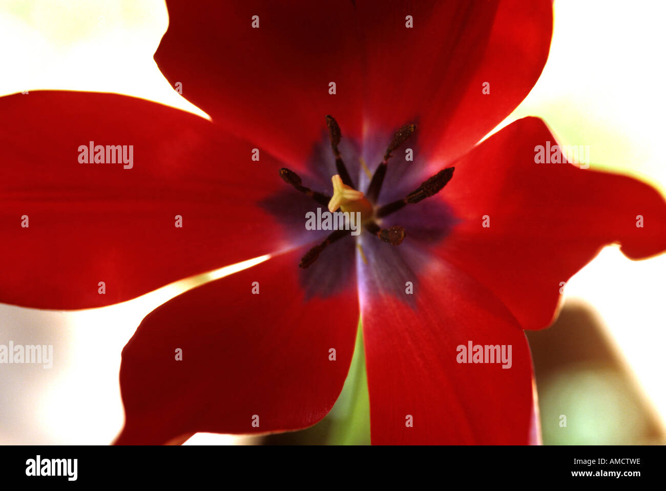 Tulipa sp. - tulipano rosso Stock Photo