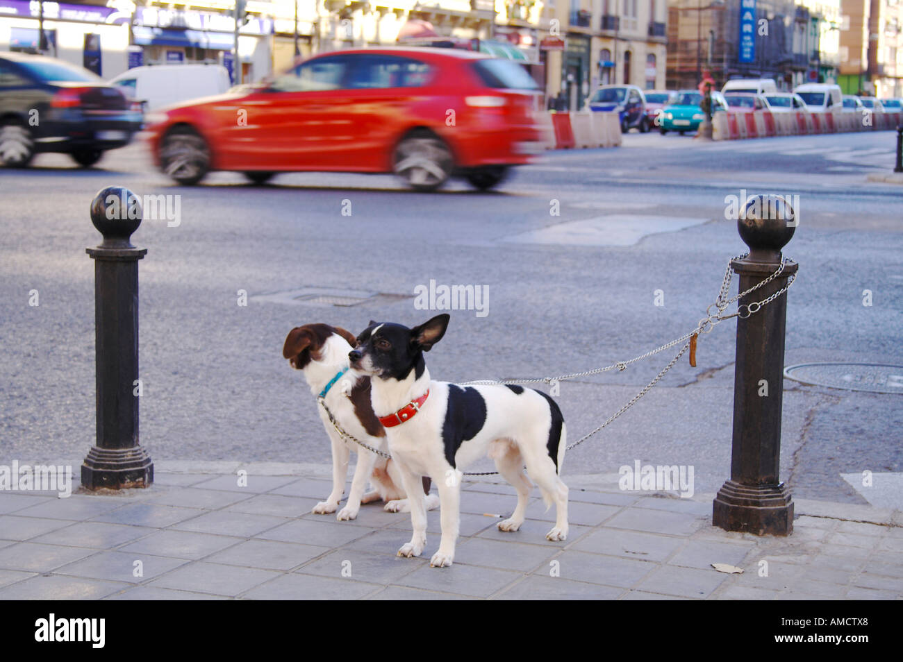 Two Dogs on leashes in street City Details of Valencia Spain Stock