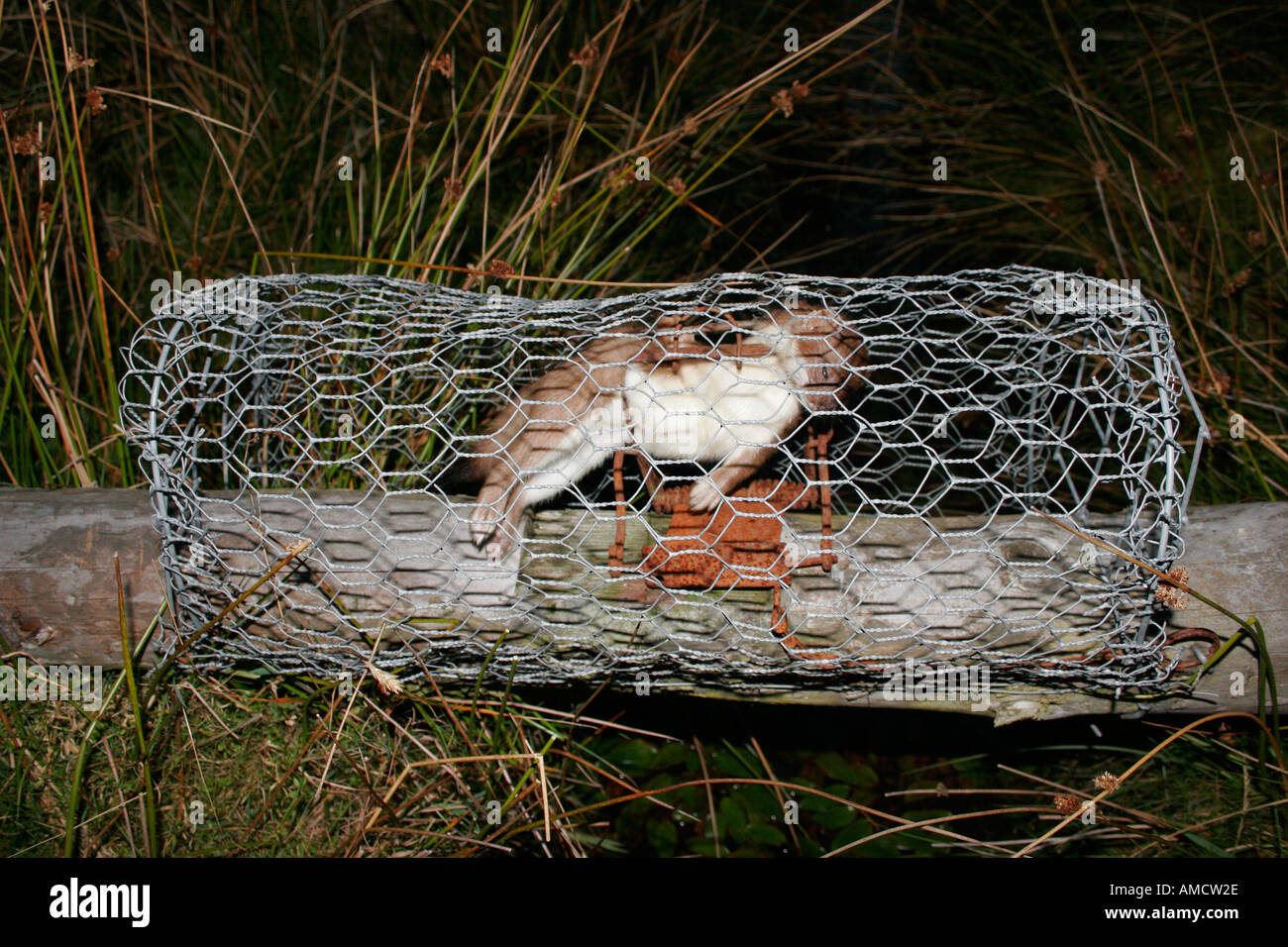 Stoat Killed by Trap on Pennine Moorland County Durham Stock Photo