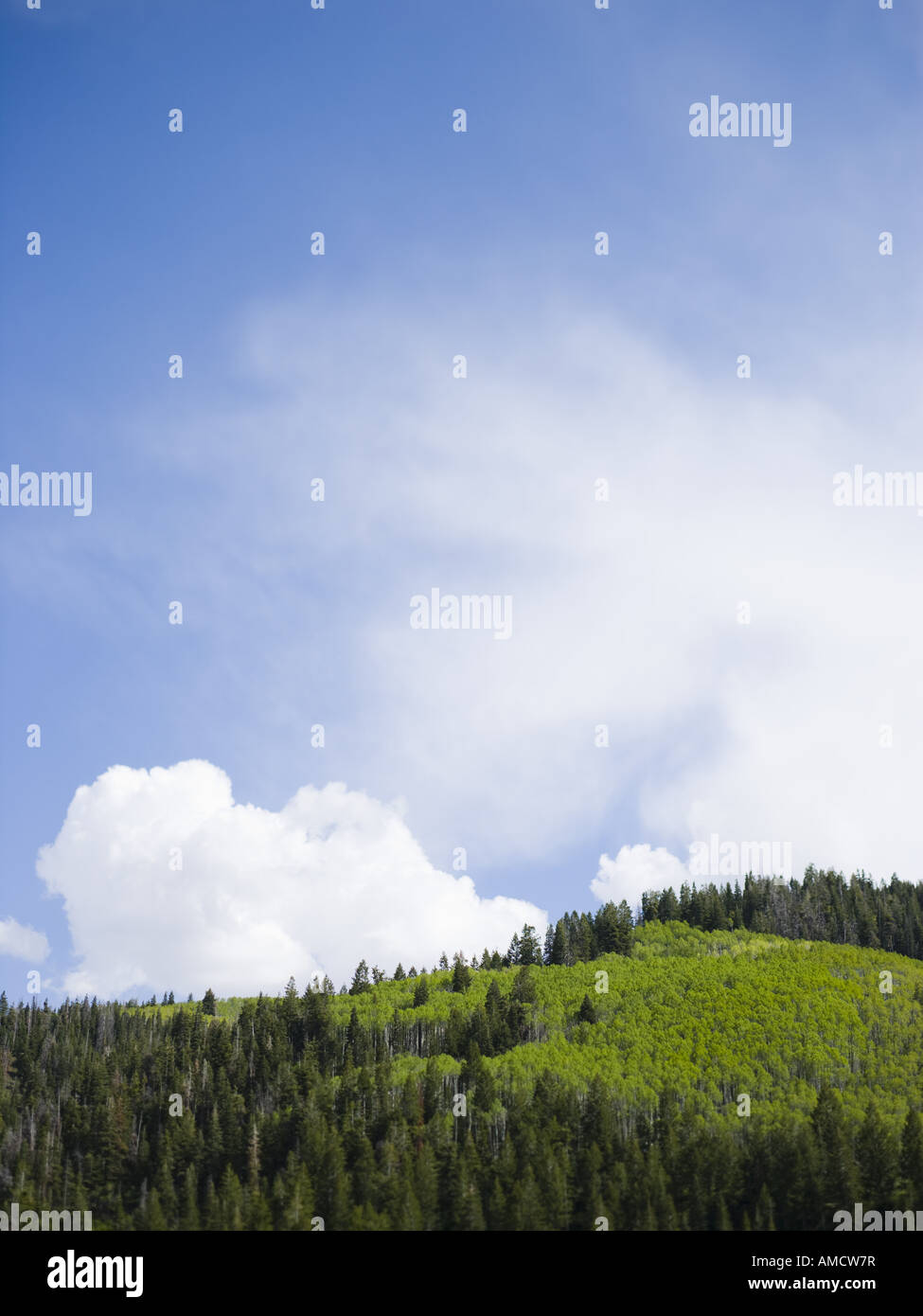 Forest with blue sky Stock Photo - Alamy