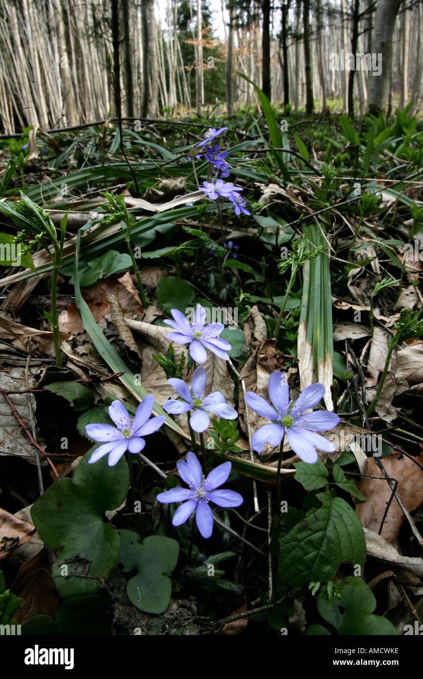 Blue flowers on the forest ground Stock Photo - Alamy
