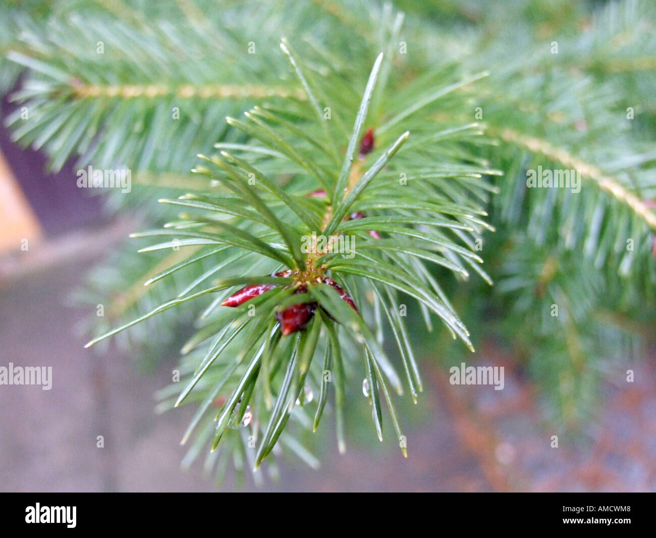 Water droplets on leaf elevated view Stock Photo