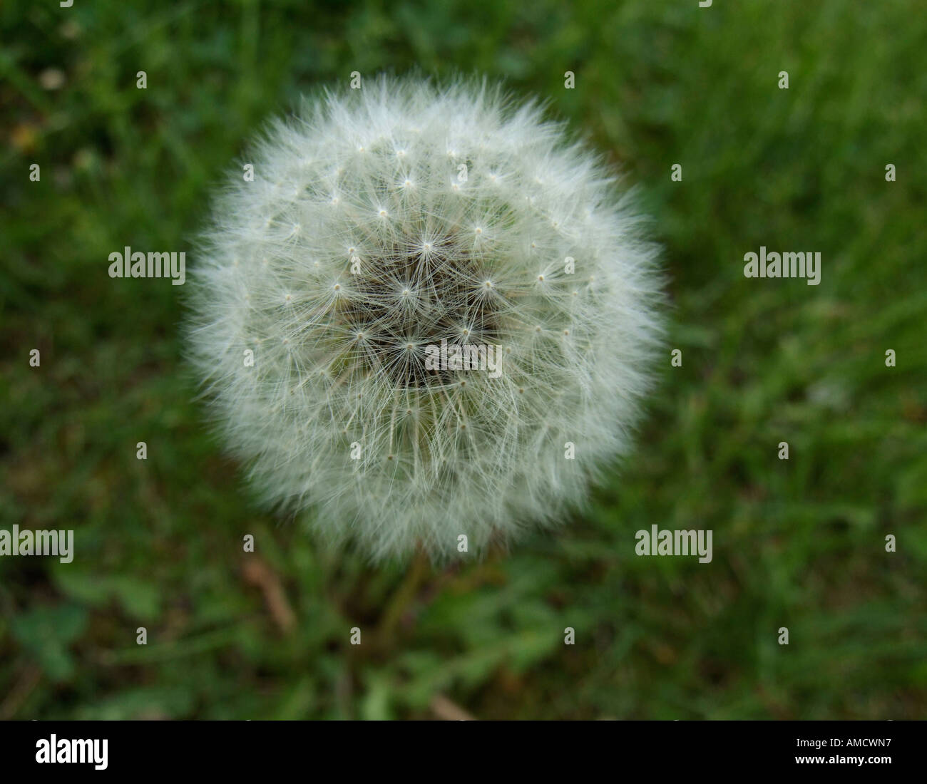 Dandelion close up elevated view Stock Photo