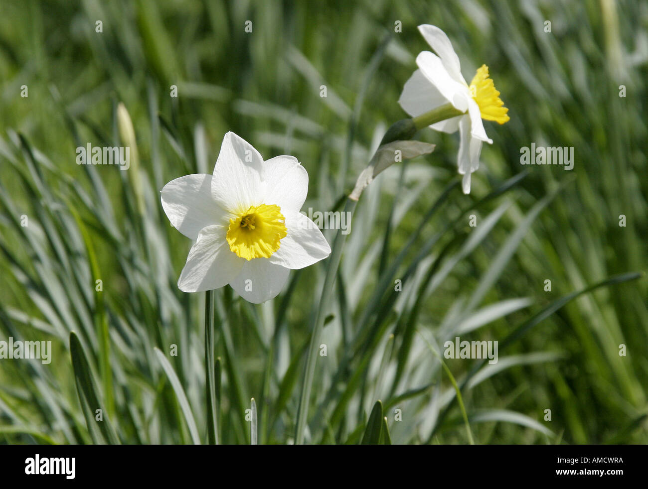 Field of daffodils Stock Photo Alamy