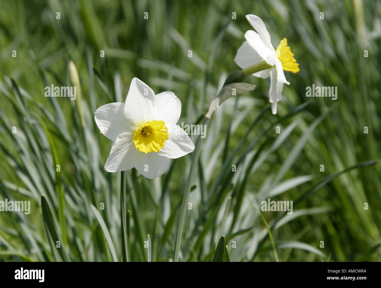 Field of daffodils Stock Photo - Alamy