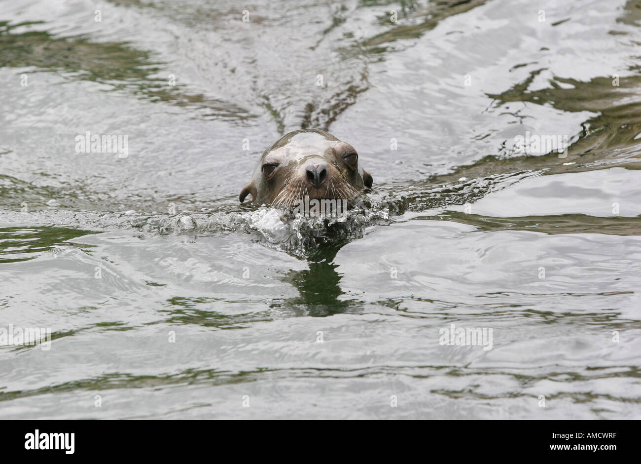 California Sea Lion swimming in water Stock Photo