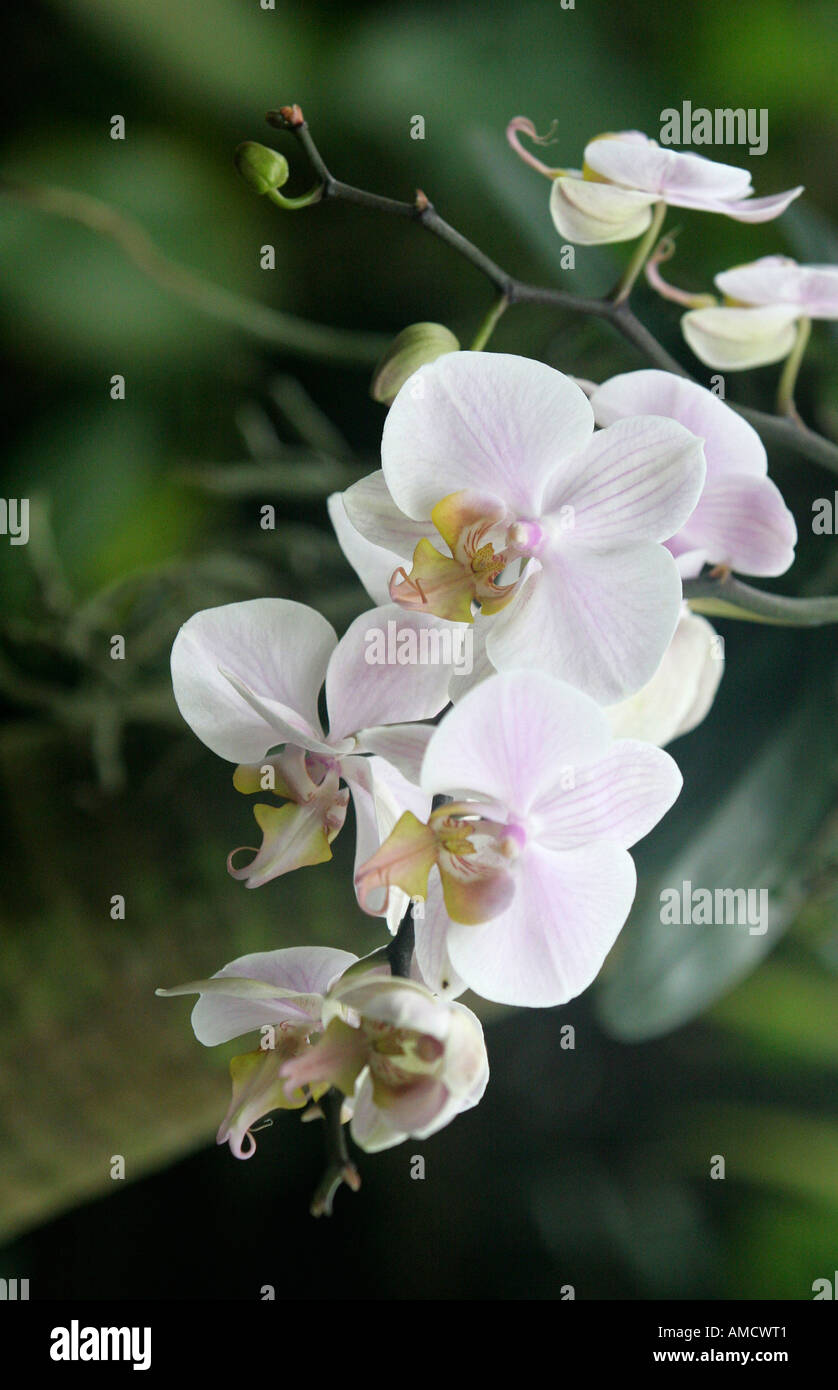 Phalaenopsis orchid close up Stock Photo