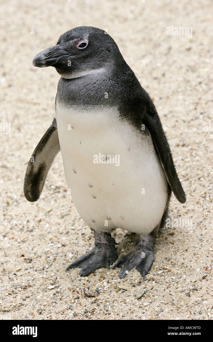 African Penguin Spheniscus demersus on beach close up Stock Photo