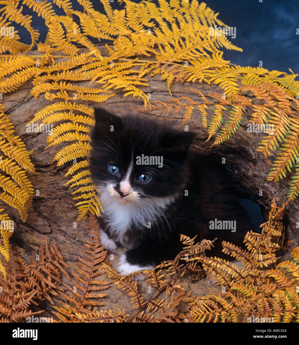 Black White Kitten in Autumn Stock Photo