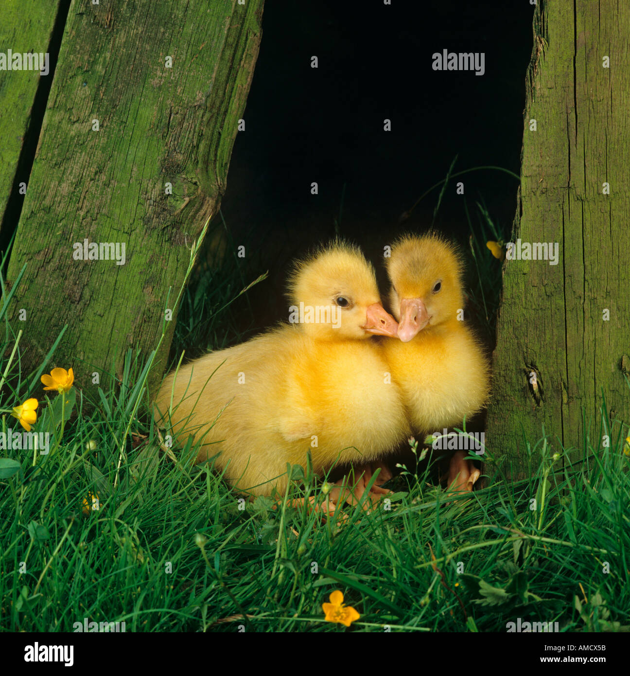 Gosling Pair in Farmyard Setting Stock Photo
