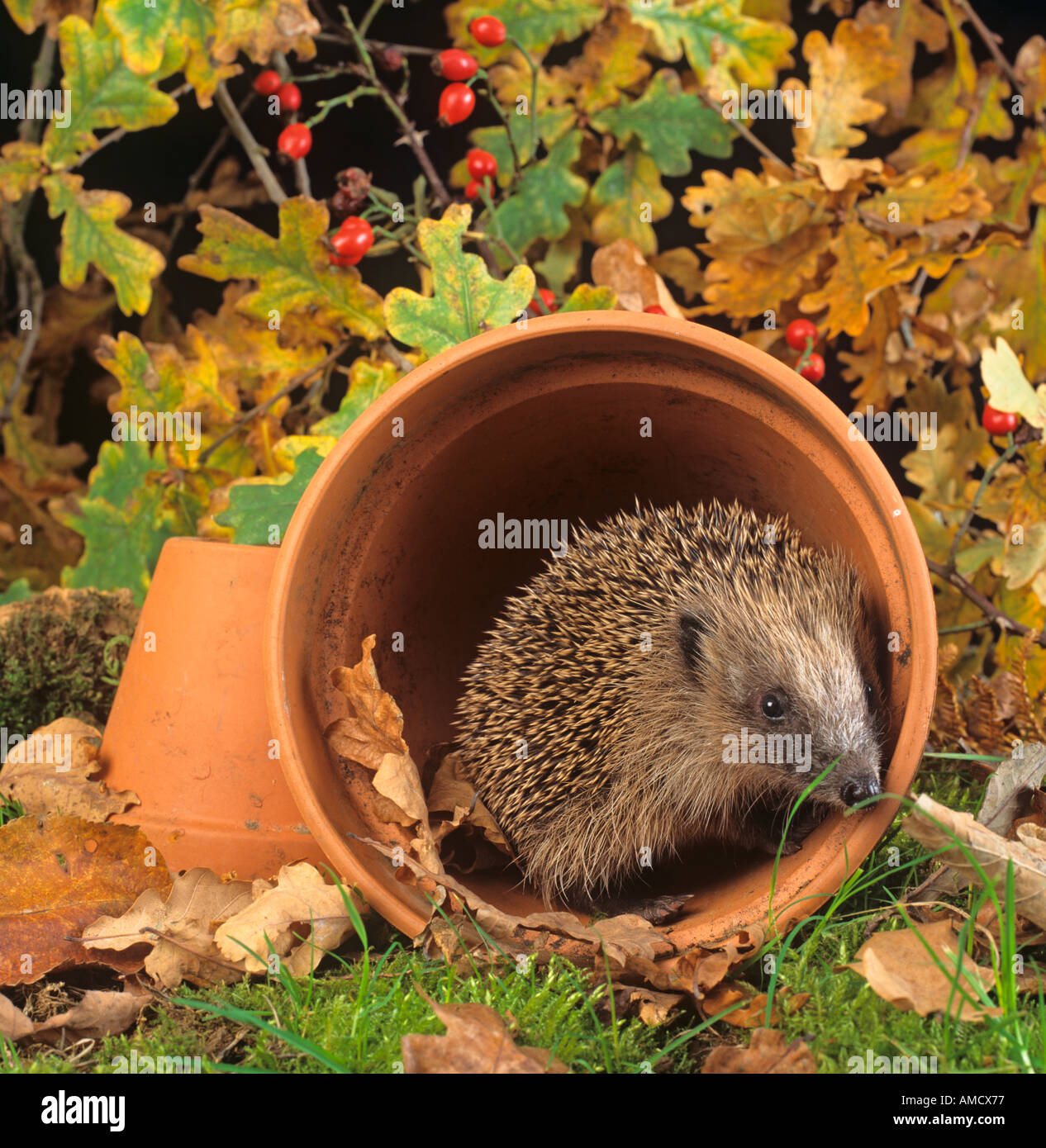 Hedgehog Erinaceus europaeus in garden scene Stock Photo