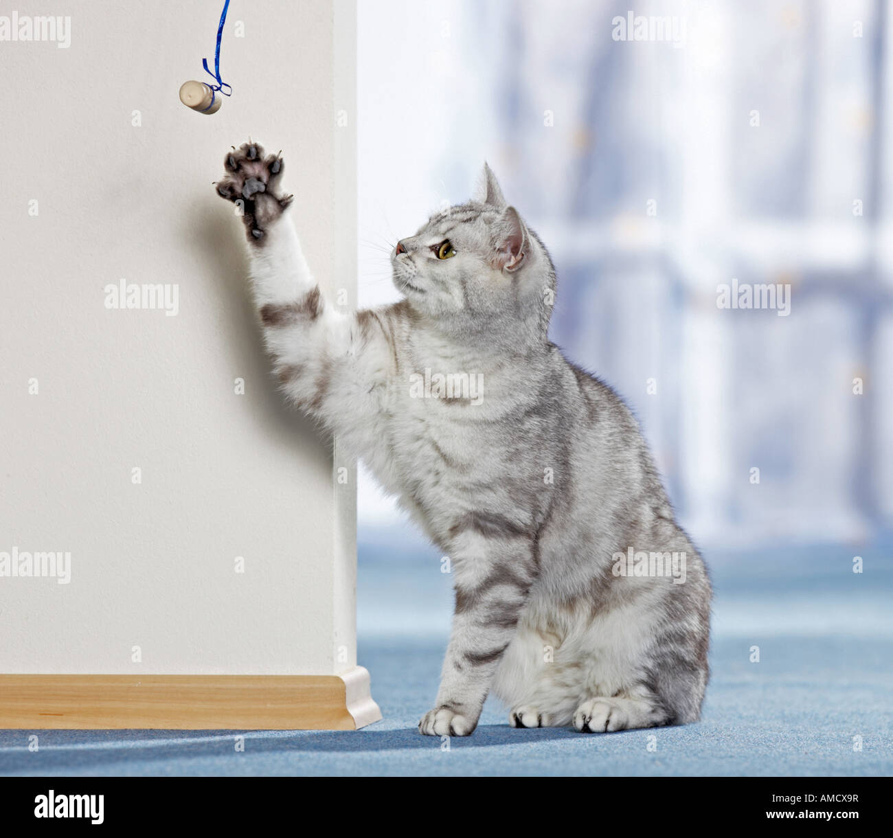 British Shorthair cat playing with cork Stock Photo Alamy