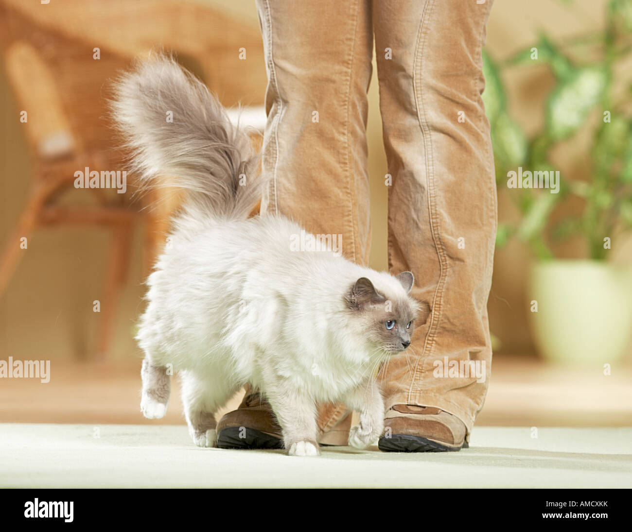 behaviour : Sacred cat of Burma - rubs against legs Stock Photo