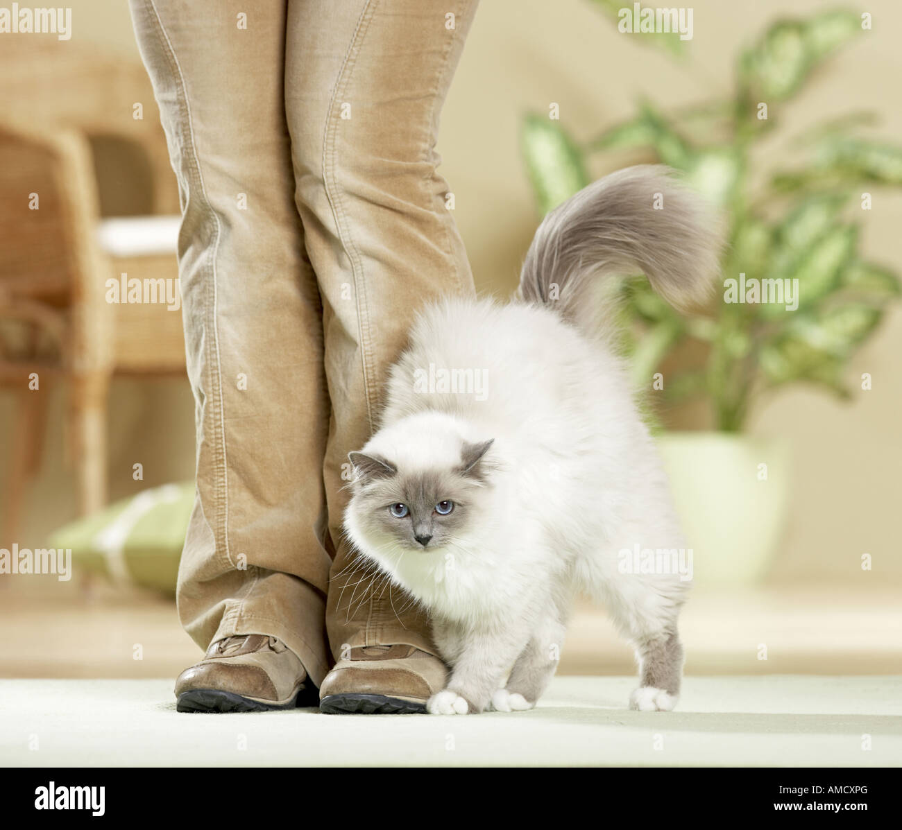 Sacred cat of Burma rubbing against legs of owner Stock Photo