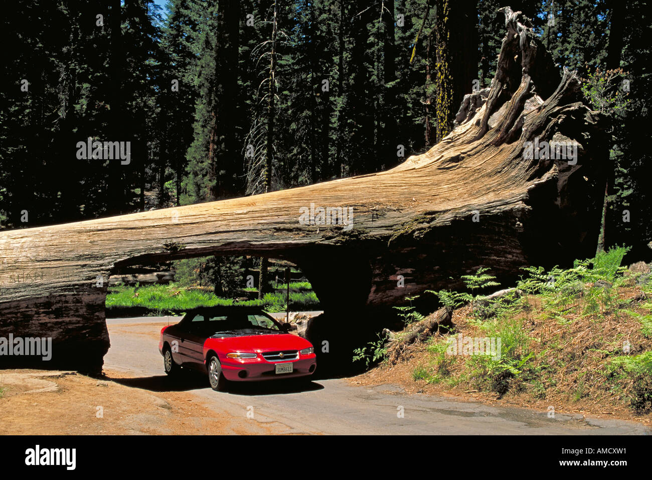 Elk261 1144 California Sequoia National Forest Giant Forest Tunnel Log Stock Photo