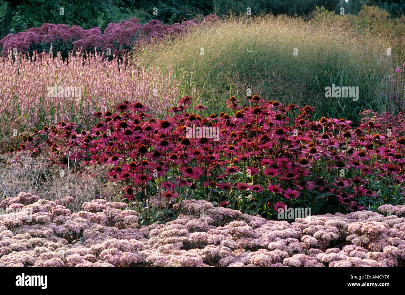 Pensthorpe Grasses Sedum Echinacea Stock Photo