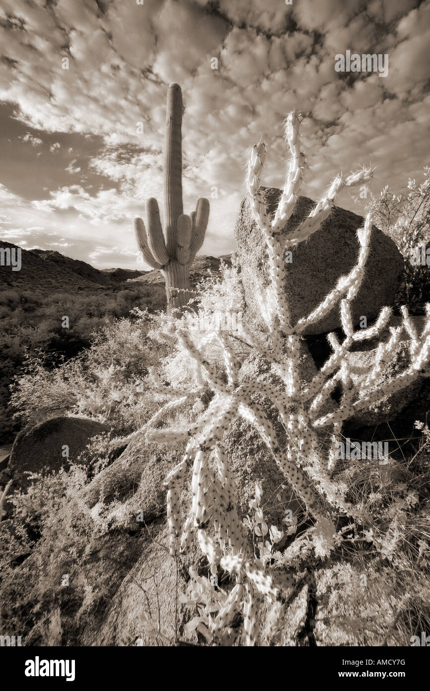Ocotillo & Saguaro Cacti in Infrared Stock Photo