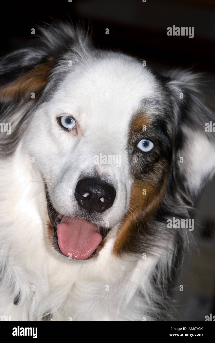 Australian shepard peers into the camera lens looking to play Stock Photo