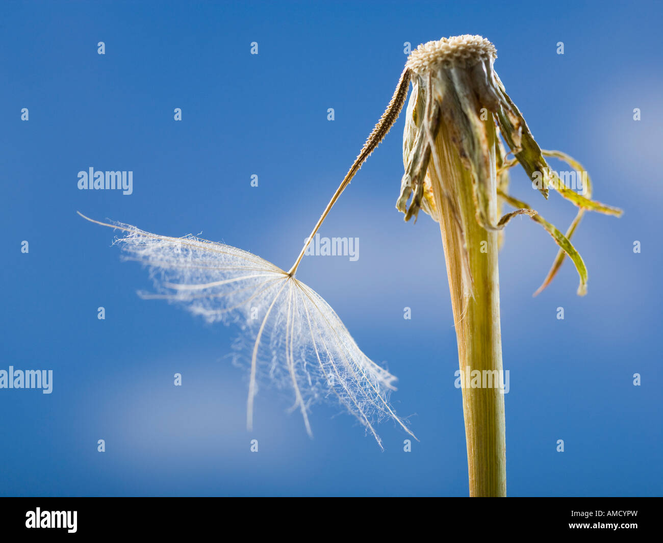 One last dandelion seed hi-res stock photography and images - Alamy