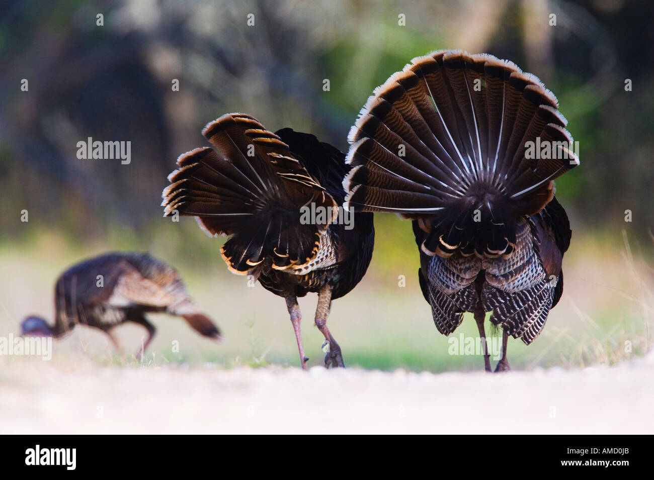 Male Rio Grande Wild Turkeys Following Female Stock Photo Alamy