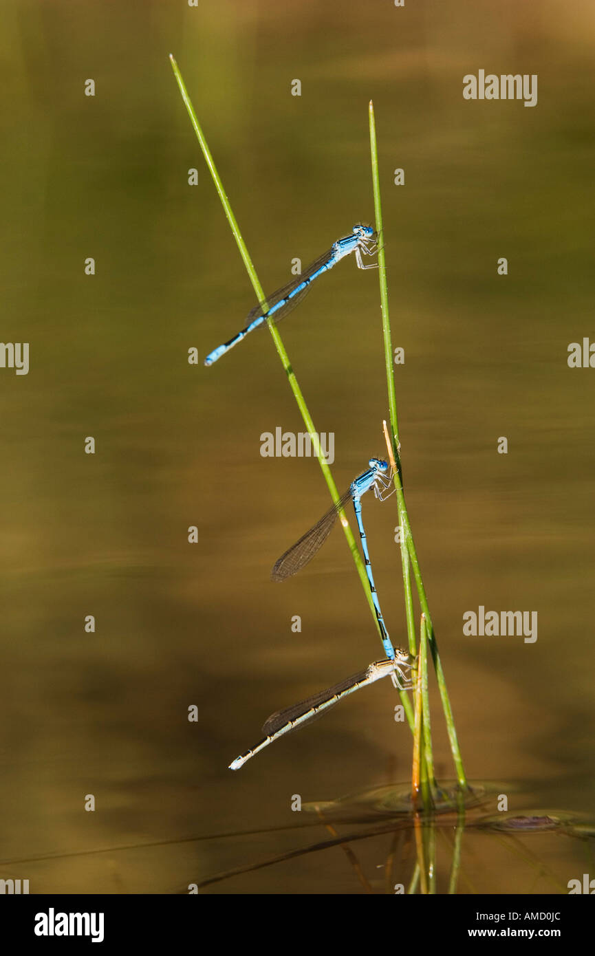 Three damselfly mating hi-res stock photography and images - Alamy