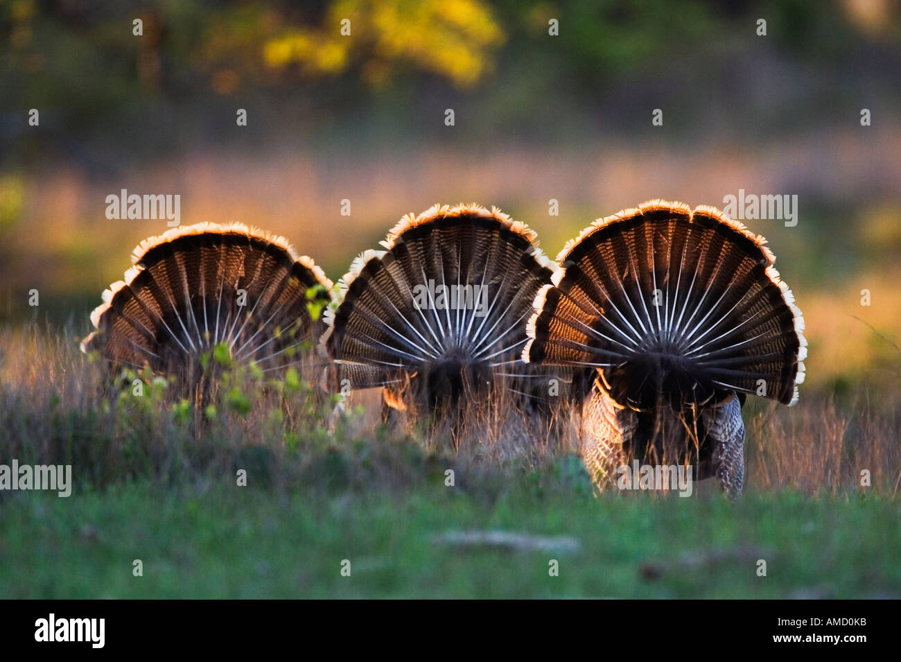 Wild Turkey In Tall Grass High Resolution Stock Photography And Images Alamy
