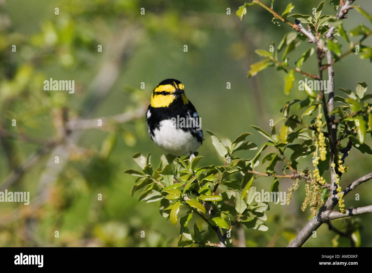 Golden-cheeked Warbler in Tree Stock Photo