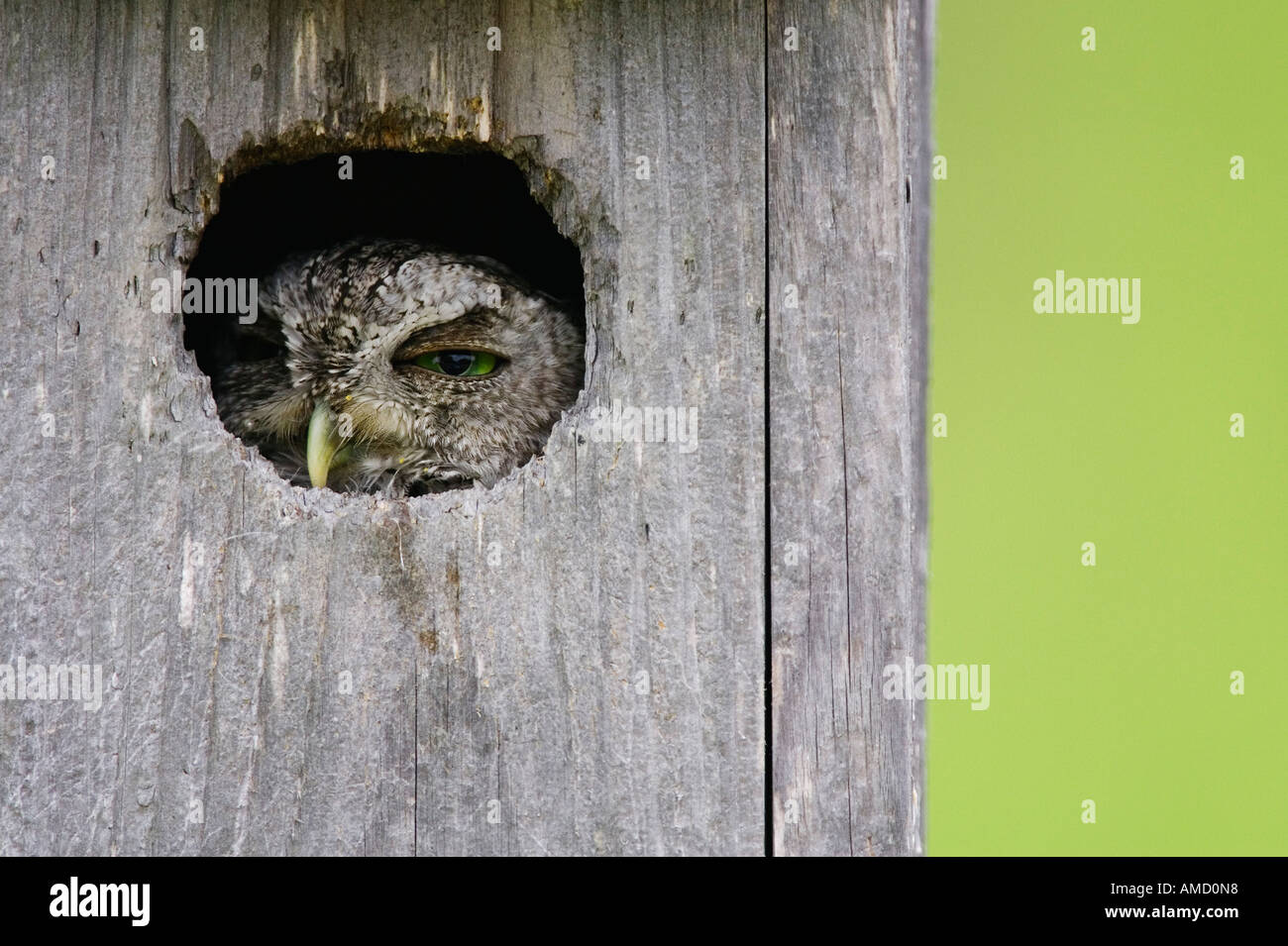 Screech Owl in Nesting Box Stock Photo