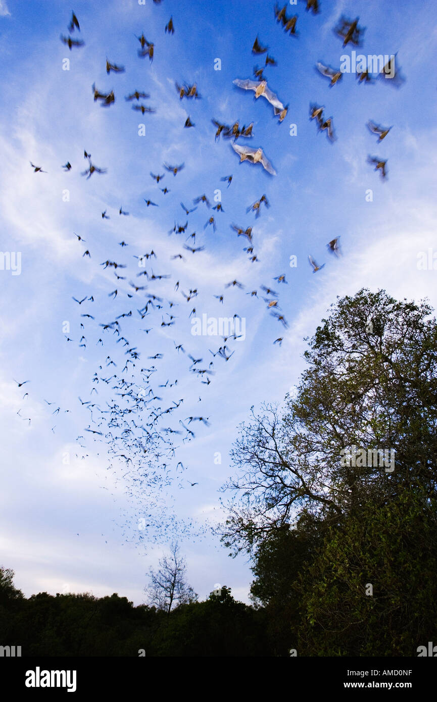 Mexican Free-Tailed Bats in Flight Stock Photo