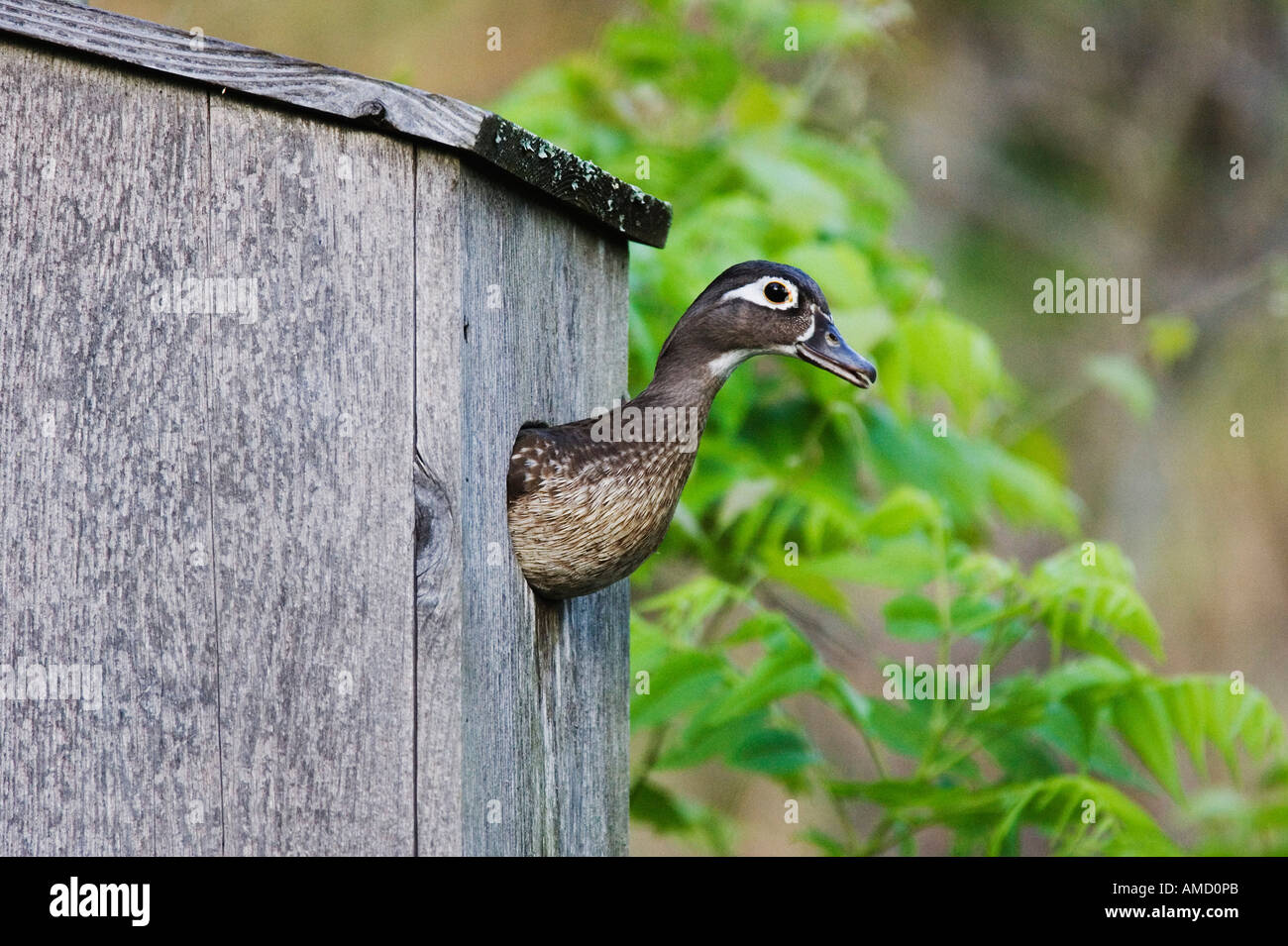 Wood Duck in Nesting Box Stock Photo