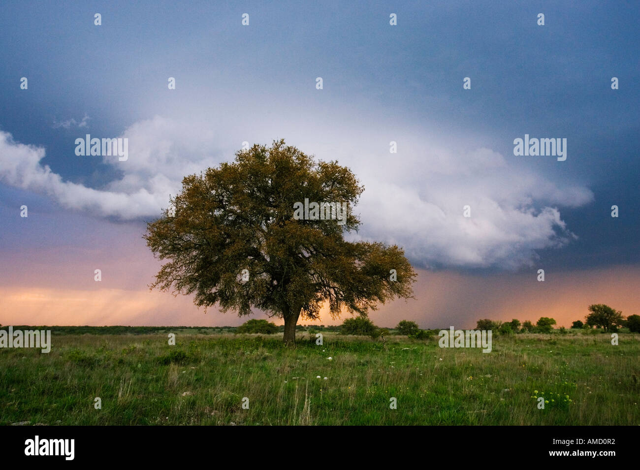 Thundercloud and Oak Tree in Field, Texas, USA Stock Photo