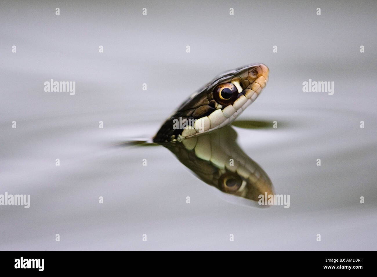 Water snake in texas hi-res stock photography and images - Alamy