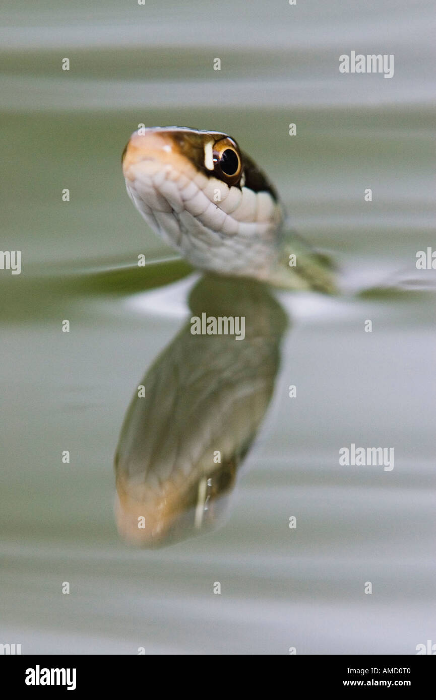 Ribbon snake peep hi-res stock photography and images - Alamy