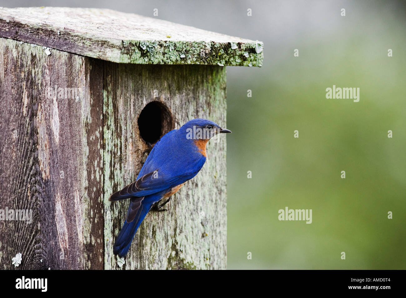Eastern Bluebird at Nesting Box Stock Photo