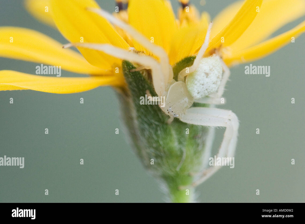 Crab Spider on Flower Stock Photo