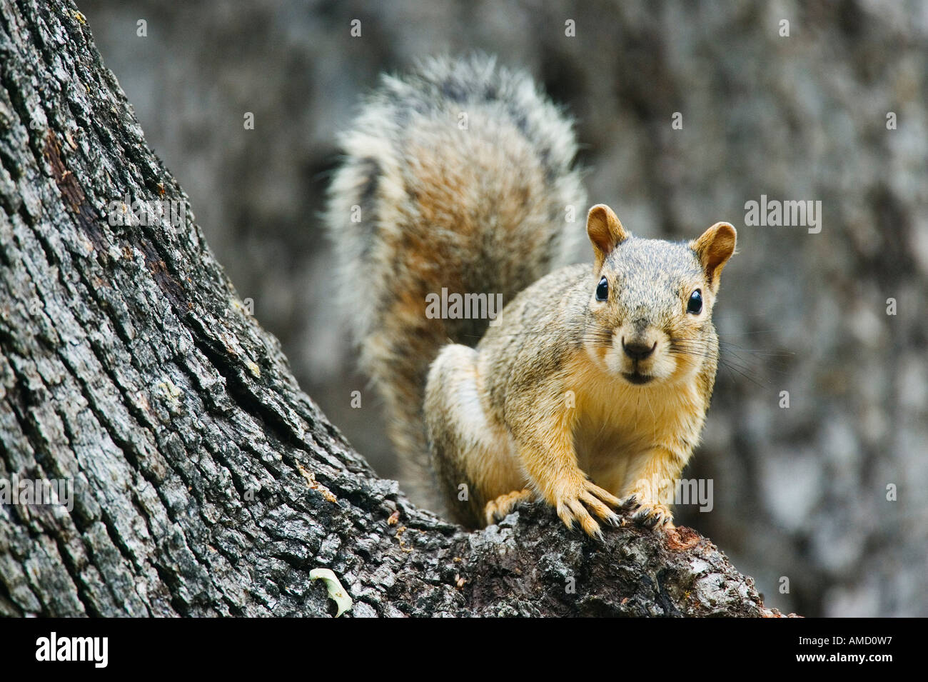 Squirrel in Oak Tree Stock Photo Alamy