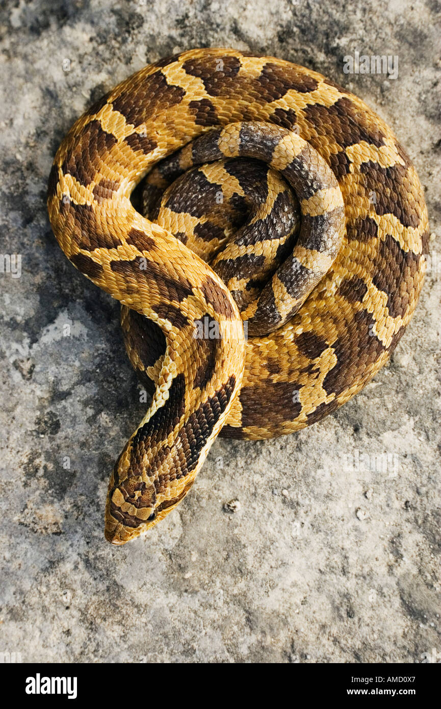 Coiled Hognosed Snake Stock Photo