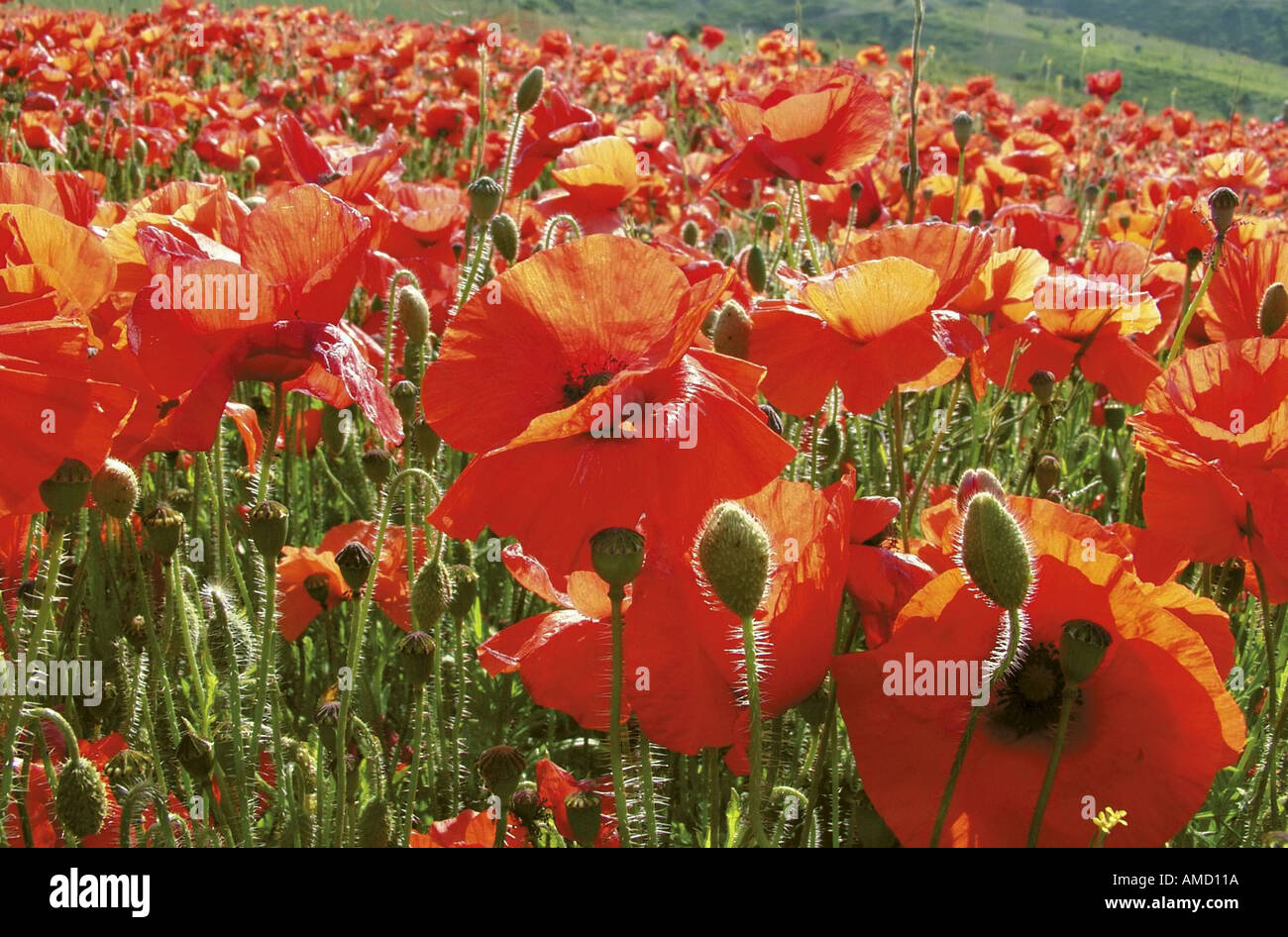 kent white cliffs of dover country trail poppy field Stock Photo Alamy